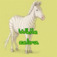 White zebra